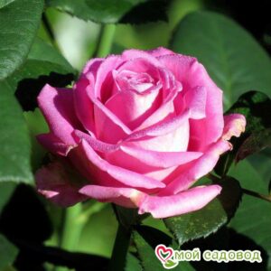 Роза чайно-гибридная Аква в Белоусовое