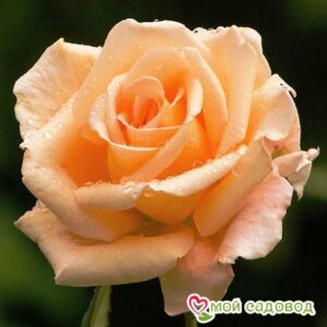Роза Оранж в Белоусовое