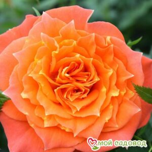 Роза Мандарин в Белоусовое