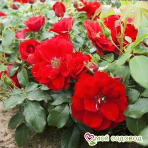 Роза Центро-Розе в Белоусовое