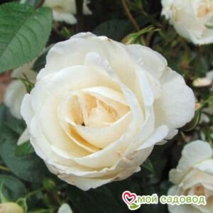 Роза Спрей белый в Белоусовое