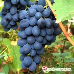 Ароматный и сладкий виноград “Августа” в Белоусовое