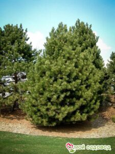 Сосна Чёрная (Pinus Nigra) в Белоусовое