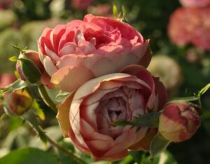 Роза Акрополис в Белоусовое