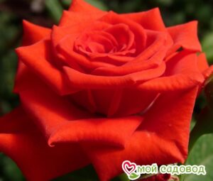 Роза чайно-гибридная Корвет в Белоусовое