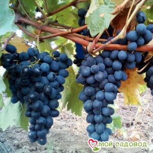 Виноград Молдова в Белоусовое