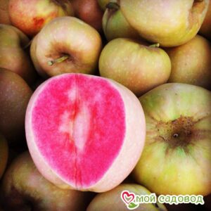 Яблоня Розовый жемчуг в Белоусовое