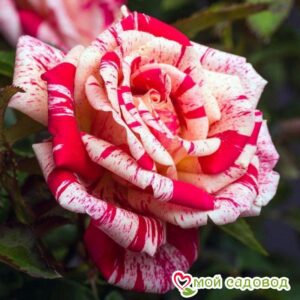 Роза чайно-гибридная Папагено в Белоусовое