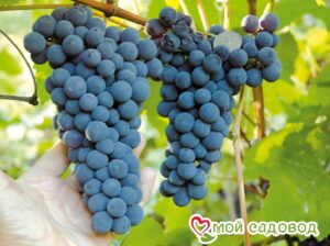 Виноград Амурский синий в Белоусовое