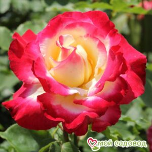 Роза чайно-гибридная Дабл Делайт в Белоусовое