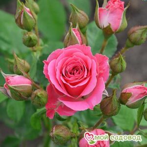 Роза Спрей розовый в Белоусовое