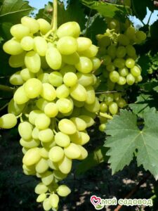 Виноград Осенний крупноплодный в Белоусовое