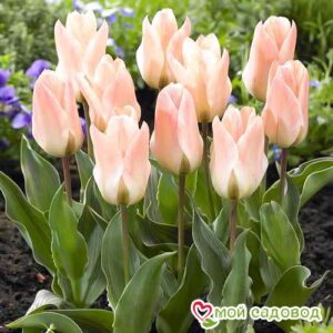 Тюльпан ботанический Литтл Герл в Белоусовое