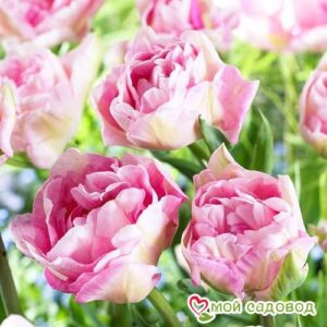 Тюльпан махровый Анжелика в Белоусовое