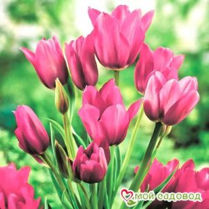 Тюльпан многоцветковый Пурпл Букет в Белоусовое