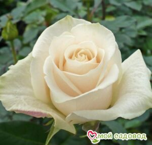 Роза чайно-гибридная Венделла в Белоусовое