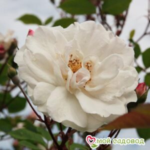 Роза Белый каскад в Белоусовое
