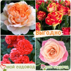 Комплект роз! Роза плетистая, спрей, чайн-гибридная и Английская роза в одном комплекте в Белоусовое
