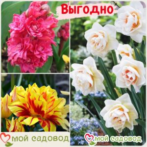 Весенний набор луковичных цветов в Белоусовое